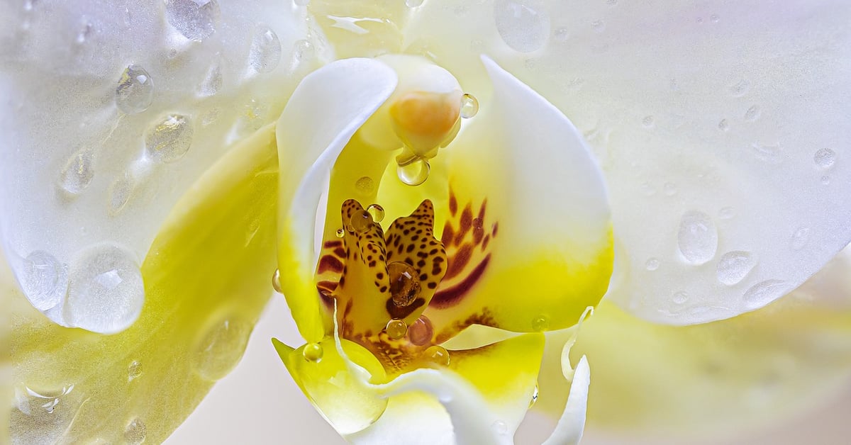 Orchidee abimee astuces pour la soigner et la faire refleurir featured